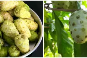 8 Manfaat buah mengkudu, percantik kulit hingga cegah kanker