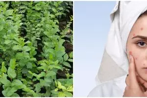 7 Manfaat daun bidara untuk kecantikan, atasi masalah jerawat