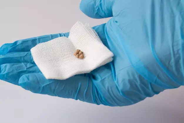 Manfaat kumis kucing untuk kesehatan freepik.com Manfaat kumis kucing untuk kesehatan freepik.com