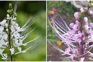 10 Manfaat kumis kucing untuk kesehatan, lengkap cara mengolahnya