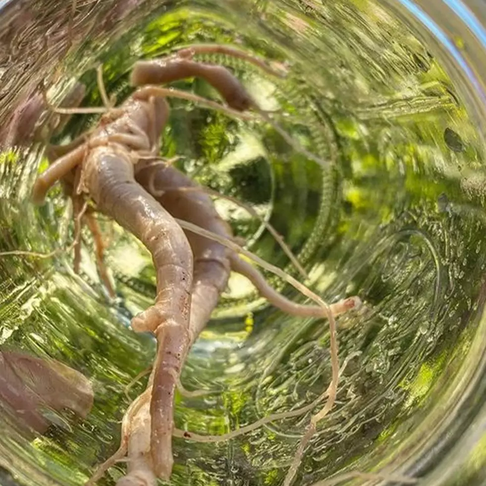 7 Manfaat mengonsumsi akar pepaya, bisa atasi rematik