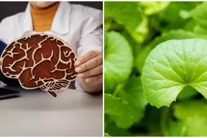 10 Manfaat daun pegagan untuk kesehatan, mampu tingkatkan fungsi otak