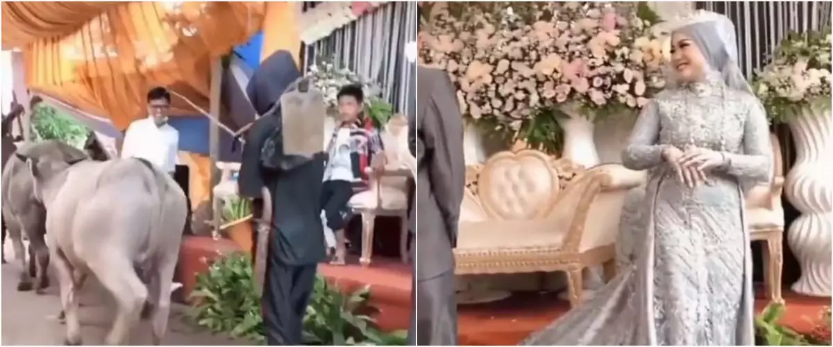 Viral video kerbau melintasi tempat acara resepsi pernikahan