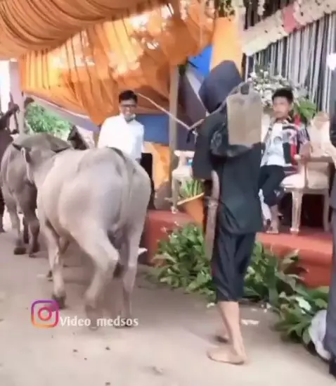 viral pernikahan dilewati kerbau Instagram viral pernikahan dilewati kerbau Instagram