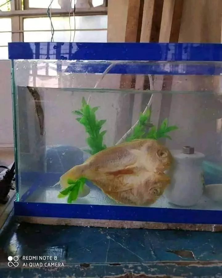 momen lucu hewan salah tempat © 2021 instagram.com momen lucu hewan salah tempat © 2021 instagram.com