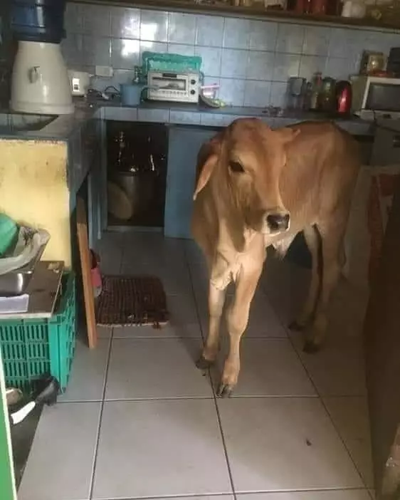 momen lucu hewan salah tempat © 2021 instagram.com momen lucu hewan salah tempat © 2021 instagram.com