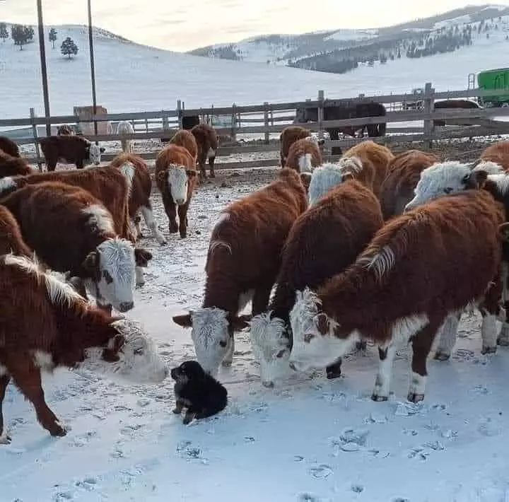 momen lucu hewan salah tempat © 2021 instagram.com momen lucu hewan salah tempat © 2021 instagram.com