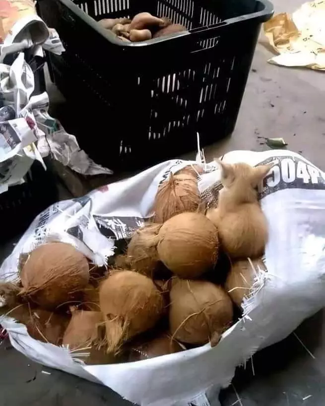 momen lucu hewan salah tempat © 2021 instagram.com momen lucu hewan salah tempat © 2021 instagram.com