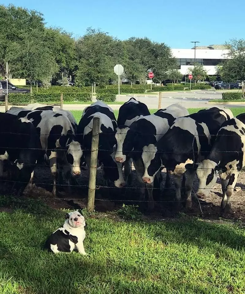 momen lucu hewan salah tempat © 2021 instagram.com momen lucu hewan salah tempat © 2021 instagram.com