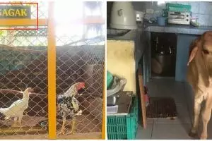 10 Momen lucu hewan salah tempat ini bikin senyum tipis