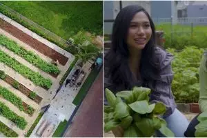 10 Potret kebun pribadi Prilly Latuconsina, sayurannya manjakan mata