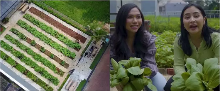 10 Potret kebun pribadi Prilly Latuconsina, sayurannya manjakan mata