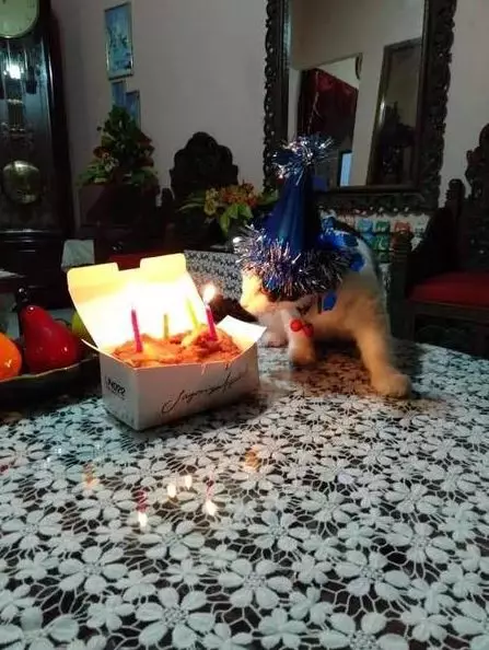 momen lucu tiup lilin ultah © 2021 1cak.com momen lucu tiup lilin ultah © 2021 1cak.com