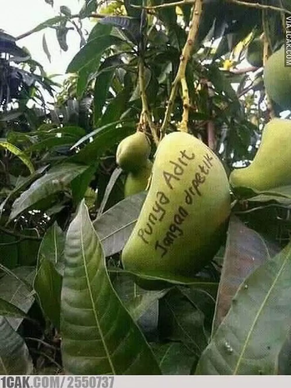 tunjukkan kepemilikan barang © 2021 berbagai sumber