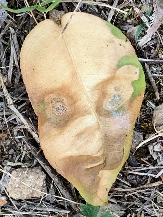 benda menyerupai manusia © 2021 Berbagai sumber