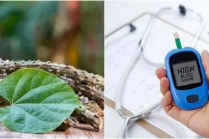 10 Manfaat brotowali untuk kesehatan, dapat mengobati diabetes