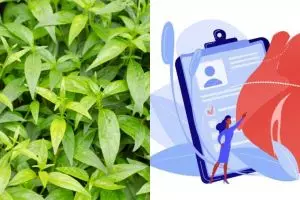 10 Manfaat daun sambiloto untuk kesehatan, mencegah penyakit jantung