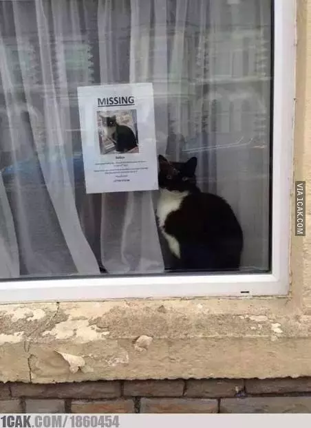 pengumuman kucing hilang lucu © 2021 brilio.net