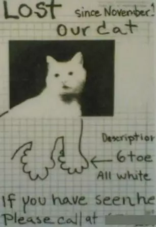 pengumuman kucing hilang lucu © 2021 brilio.net