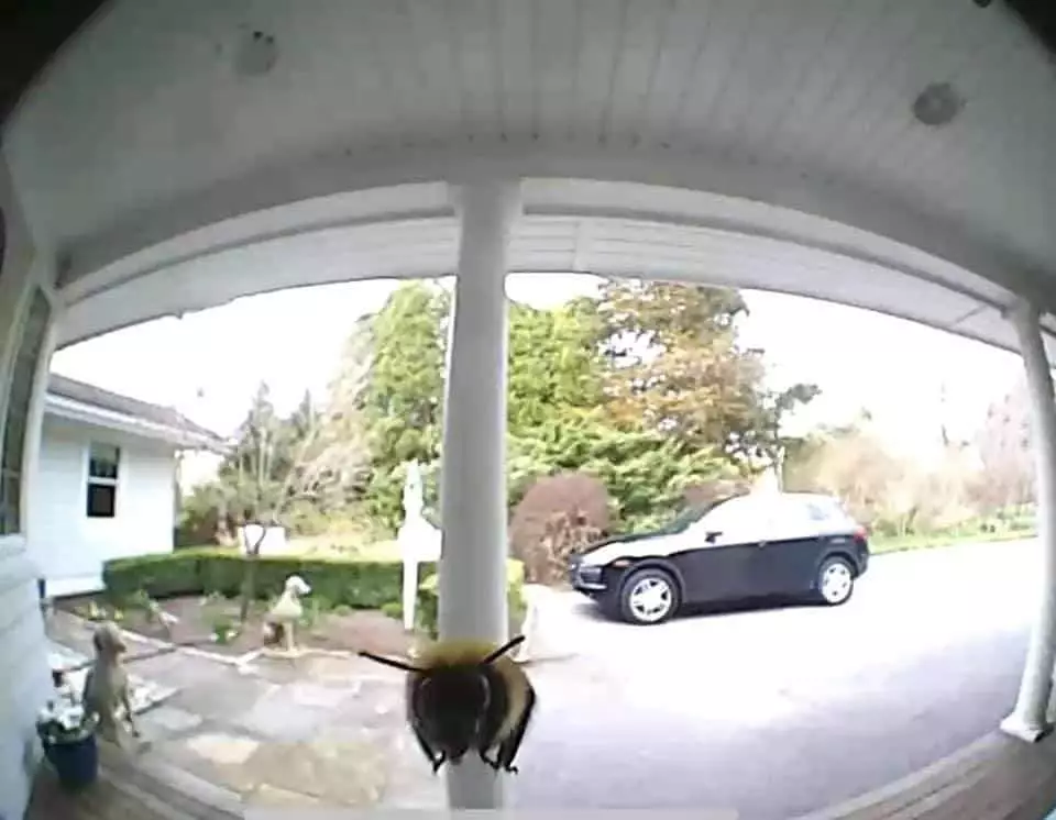 potret lucu hewan numpang lewat © 2021 instagram.com