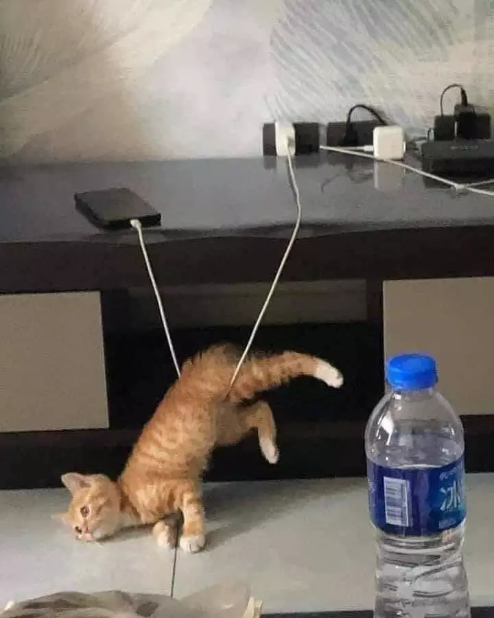 potret lucu hewan numpang lewat © 2021 instagram.com