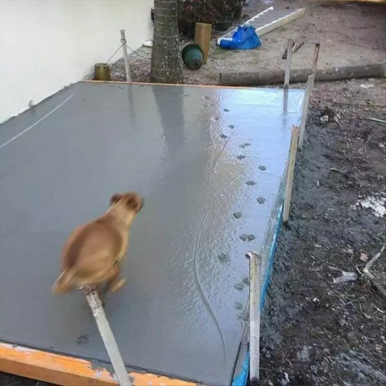 potret lucu hewan numpang lewat © 2021 instagram.com