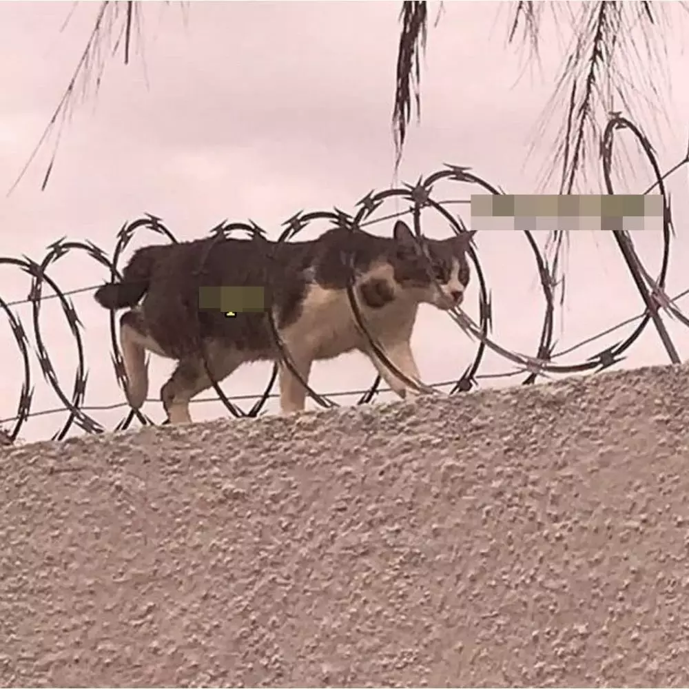 potret lucu hewan numpang lewat © 2021 instagram.com