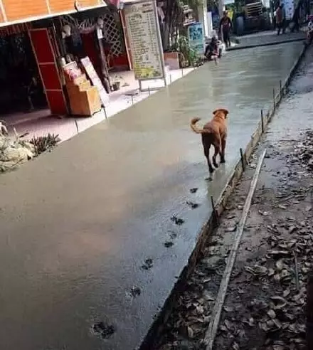 potret lucu hewan numpang lewat © 2021 instagram.com