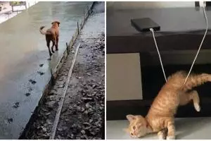 10 Potret lucu hewan 'numpang lewat' ini malah bikin kesal