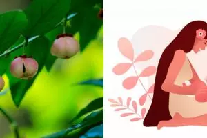 7 Manfaat daun katuk untuk ibu hamil dan menyusui, memperlancar ASI