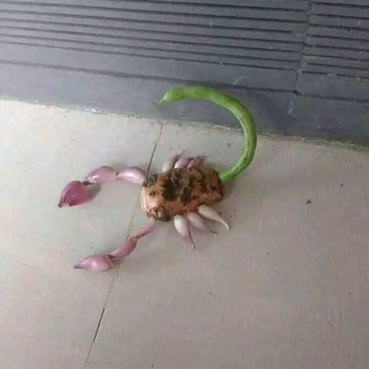 potret lucu dikira hewan © 2021 instagram.com potret lucu dikira hewan © 2021 instagram.com