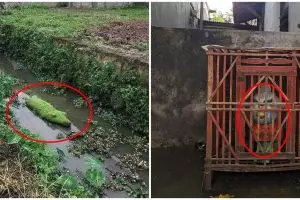 10 Potret lucu dikira hewan ini bikin lihat dua kali