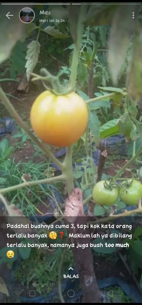 Status ala jokes bapak © berbagai sumber