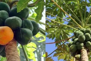 6 Manfaat getah pepaya untuk kesehatan, mengobati tumit pecah-pecah