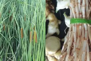 12 Manfaat alang-alang untuk kesehatan, bantu atasi keputihan