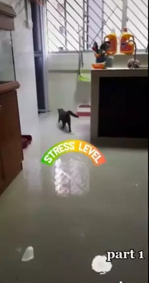 rumah banjir karena kucing Berbagai sumber rumah banjir karena kucing Berbagai sumber