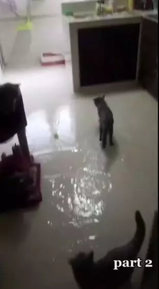 rumah banjir karena kucing Berbagai sumber rumah banjir karena kucing Berbagai sumber