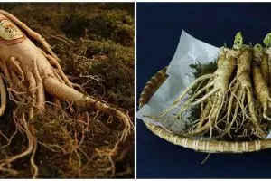 9 Manfaat ginseng untuk kesehatan, bisa tingkatkan imun tubuh