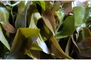 8 Manfaat daun melinjo untuk kesehatan, atasi infeksi gusi