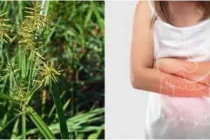 10 Manfaat rumput teki untuk kesehatan, bisa mengatasi diare