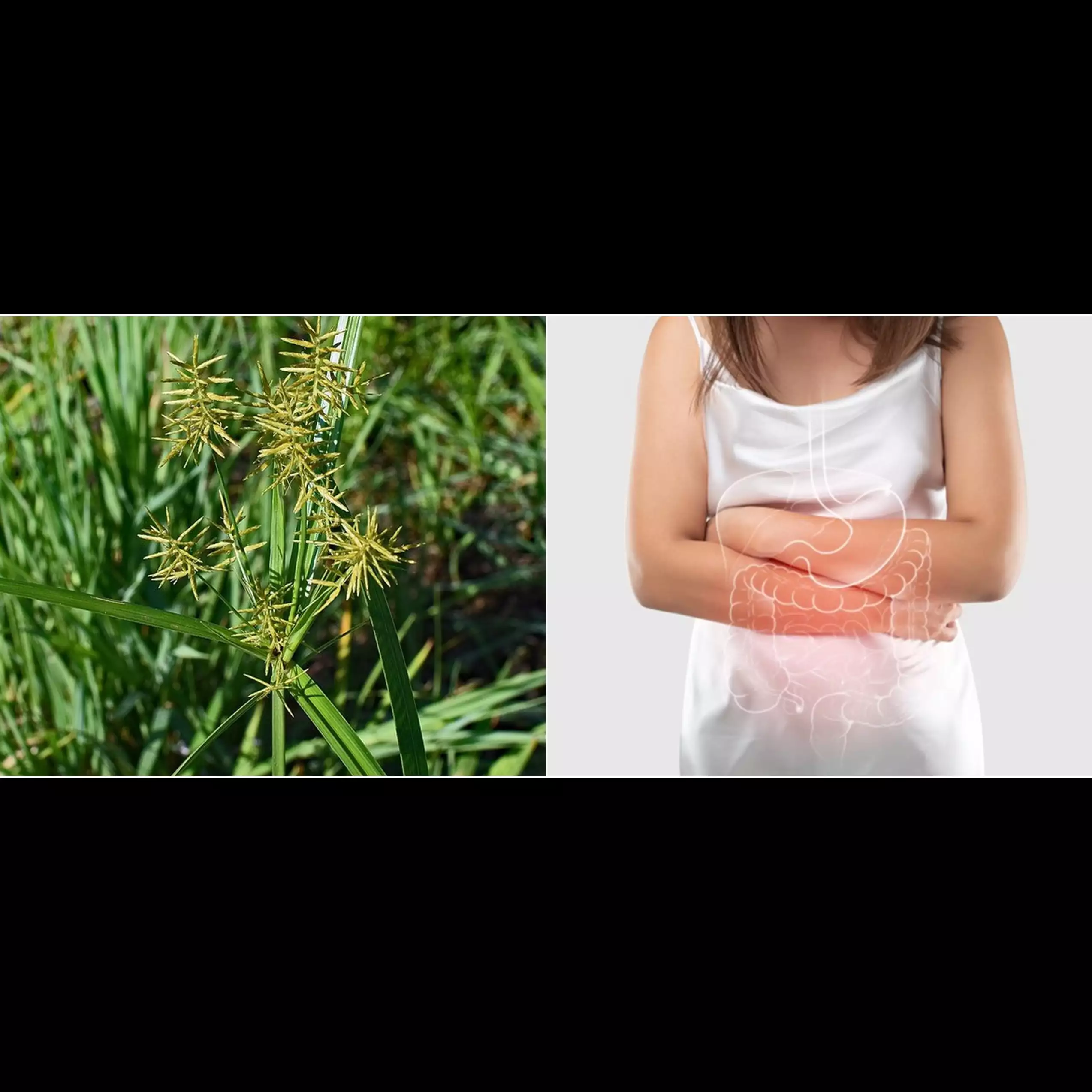 10 Manfaat rumput teki untuk kesehatan, bisa mengatasi diare