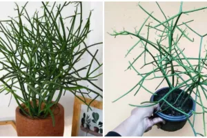 8 Manfaat tanaman patah tulang untuk kesehatan, bisa cegah kanker