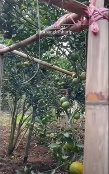 kebun jeruk Lesty © 2021 brilio.net kebun jeruk Lesty © 2021 brilio.net