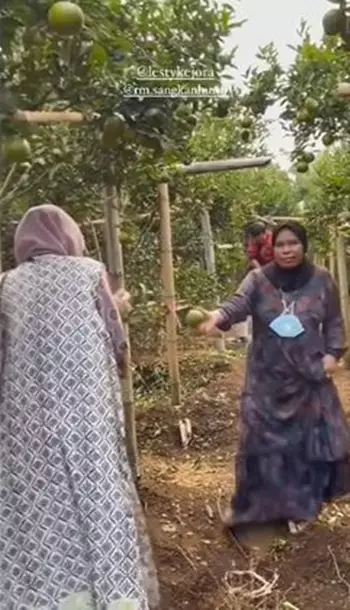 kebun jeruk Lesty © 2021 brilio.net kebun jeruk Lesty © 2021 brilio.net