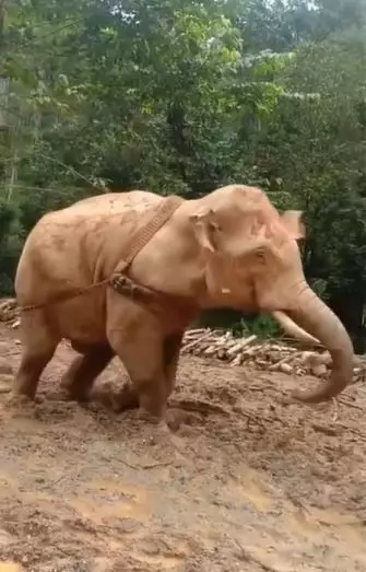 viral gajah seret pohon Berbagai sumber