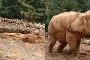 Viral video gajah menyeret pohon hasil tebangan manusia, miris