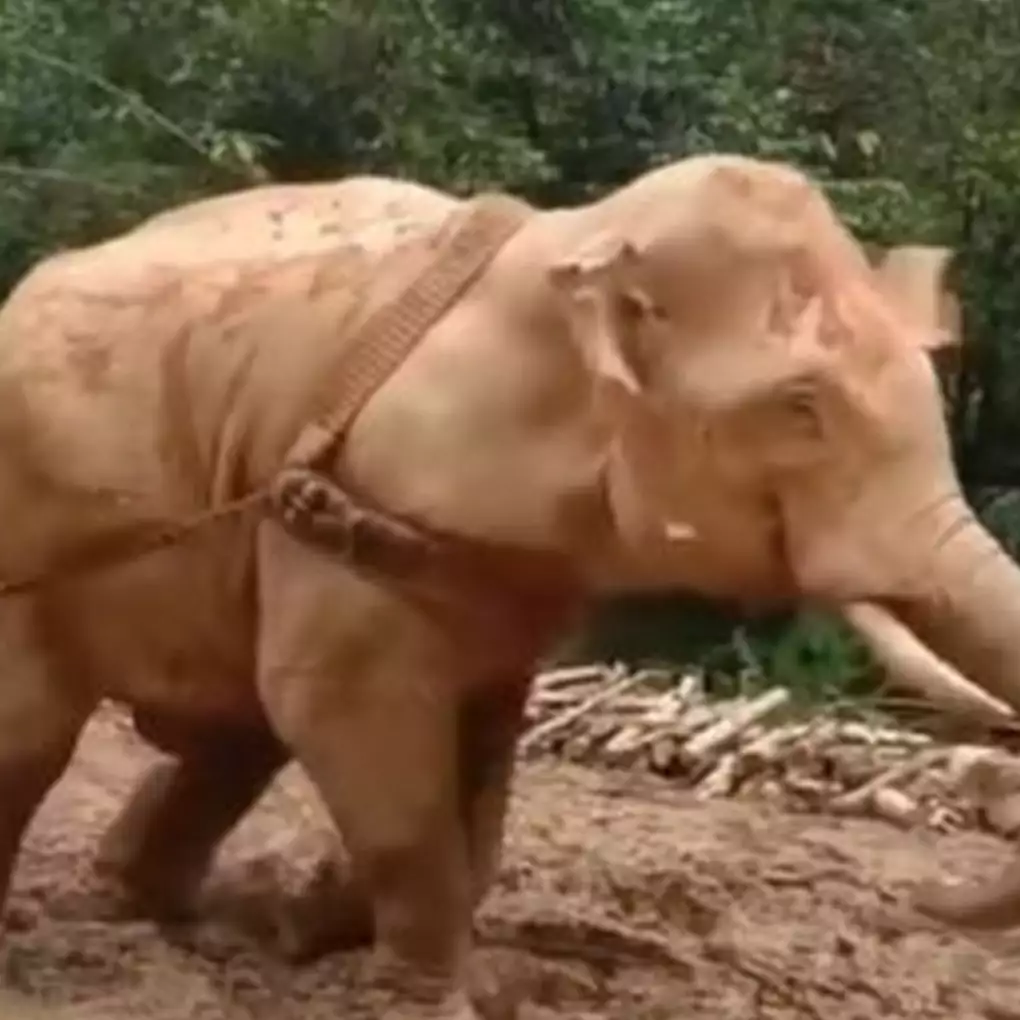 Viral video gajah menyeret pohon hasil tebangan manusia, miris