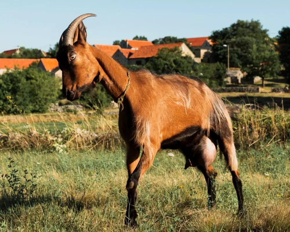 Pengertian, hukum, ketentuan qurban, dan hikmahnya dalam Islam © 2024 freepik.com