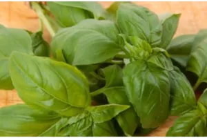 6 Cara menyimpan daun kemangi, mudah dan tetap segar