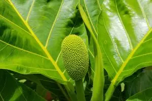 10 Manfaat daun sukun untuk kesehatan, atasi penyakit ginjal